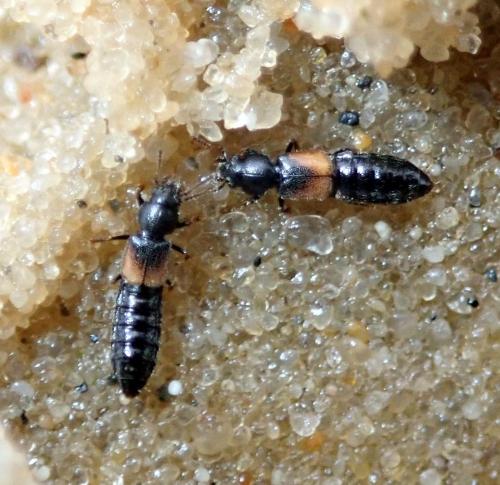 Réf. 234 674 : Bledius subniger